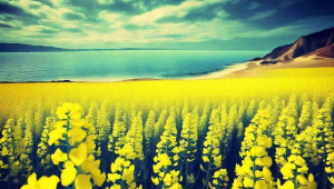 青岛至墨尔本机票价格及航班信息