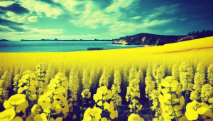 湖北沙洋金水湾：青岛扎啤邂逅美食，开启花园里的舌尖盛宴