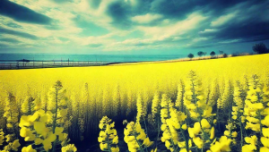 巨蟹座与双子男的配对之谜：是天作之合还是有缘无分？